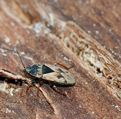 Réf. 269 904 : Trapezonotus ullrichi